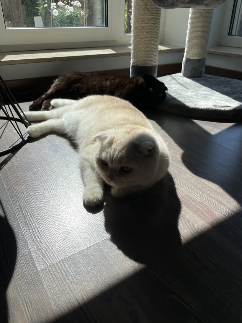 Swoke und Nero