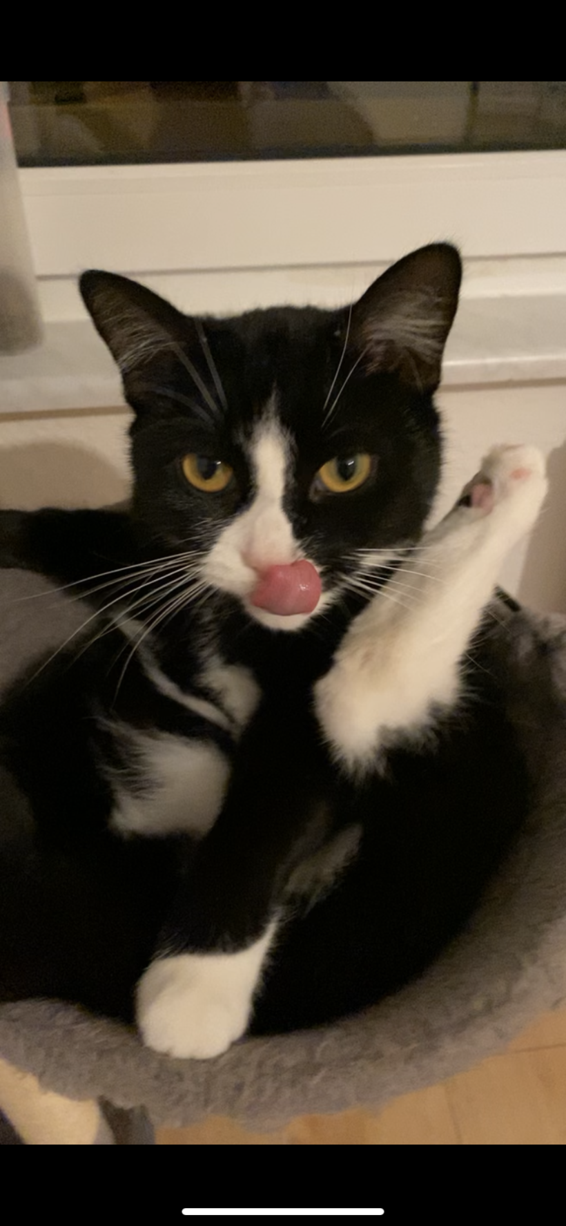 Simba