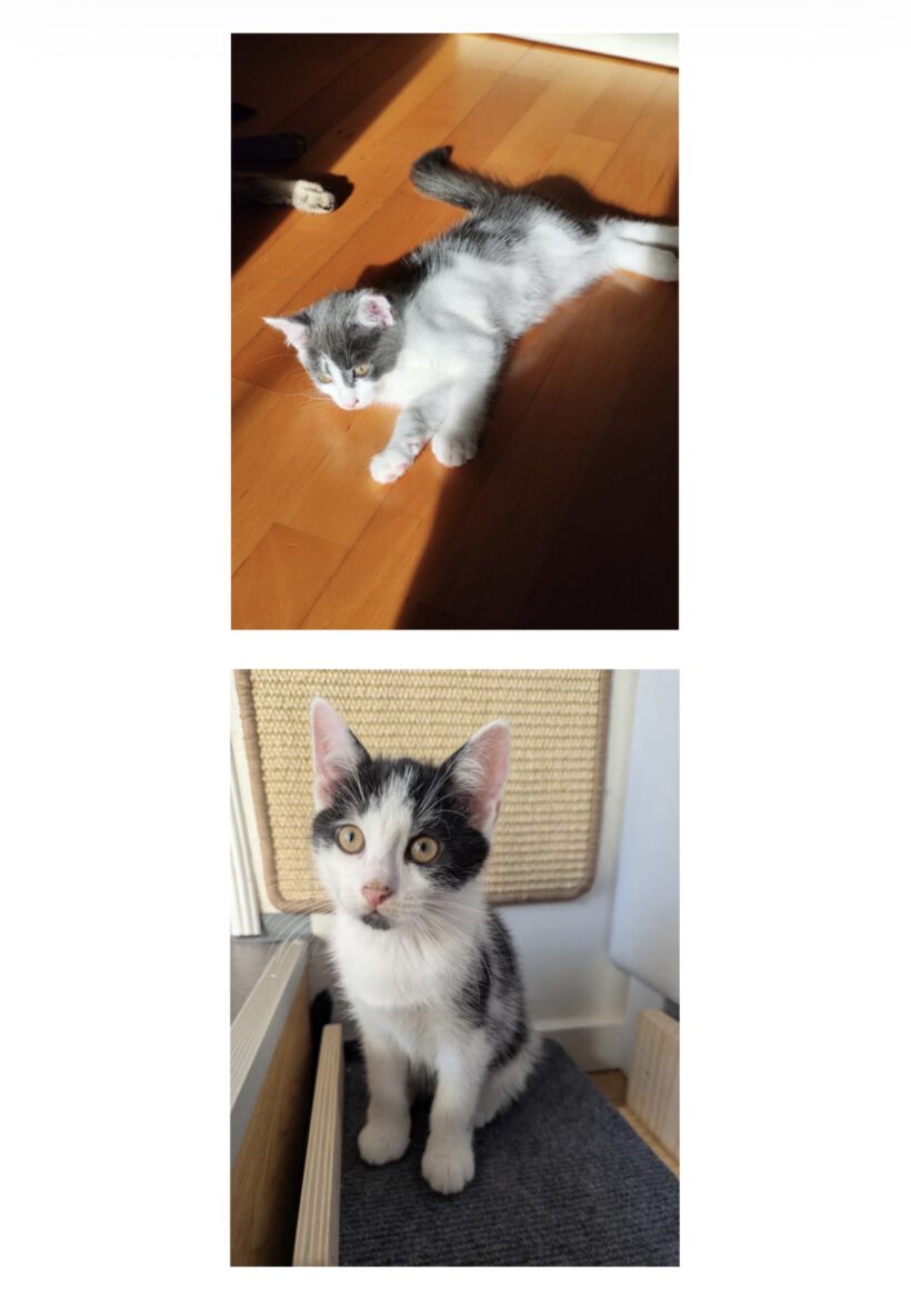 Matti und Maxi – zwei Brüder, zwei Charaktere, ein unschlagbares Team! Matti und Maxi – zwei Brüder, zwei Charaktere, ein unschlagbares Team!