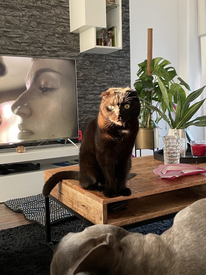 Swoke und Nero