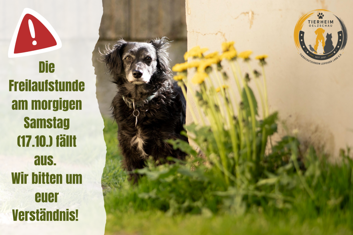 Freilaufstunde am 17.10. fällt aus! Freilaufstunde am 17.10. fällt aus!