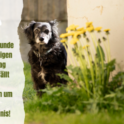 Freilaufstunde am 17.10. fällt aus!
