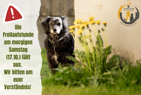 Freilaufstunde am 17.10. fällt aus!